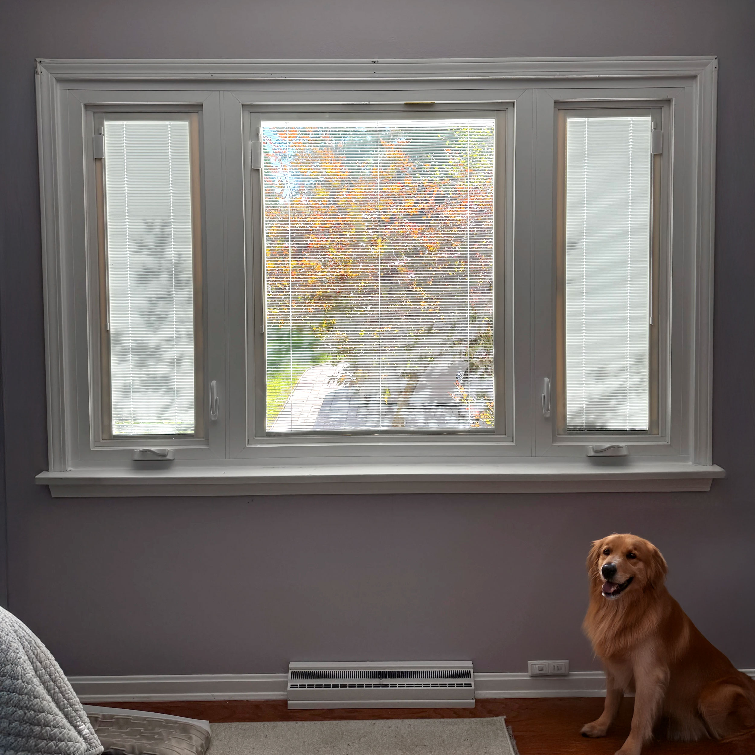 Windows With Blinds Inside: The Advantages For Indianapolis Homeowners.